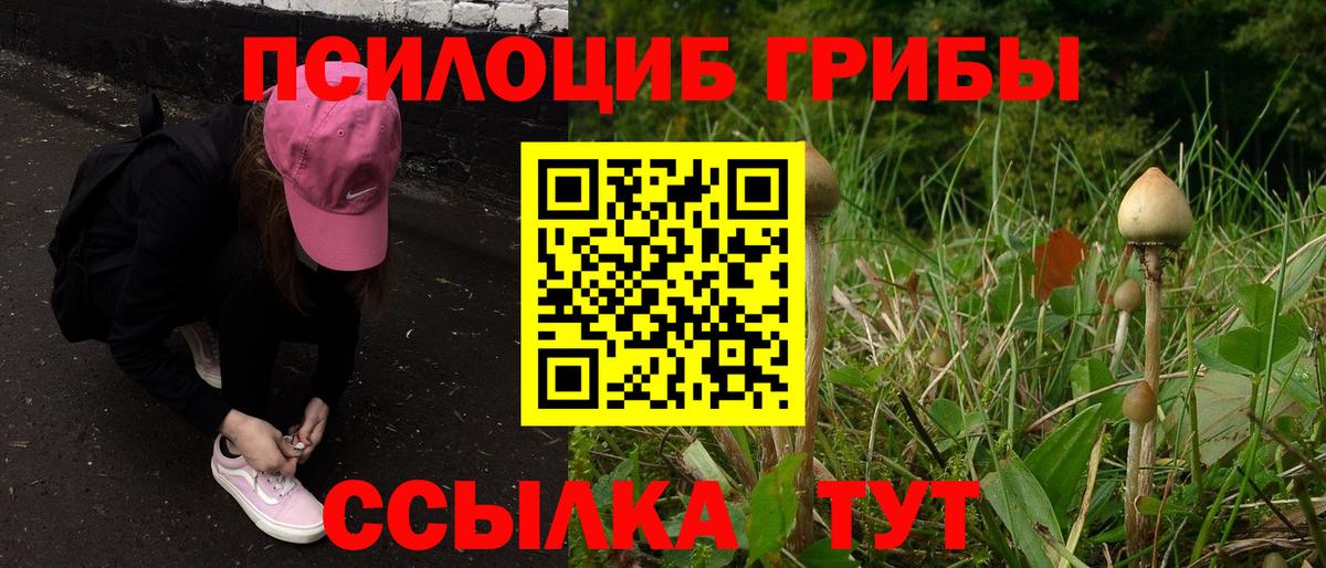 Псилоцибиновые грибы Psilocybe Коломна