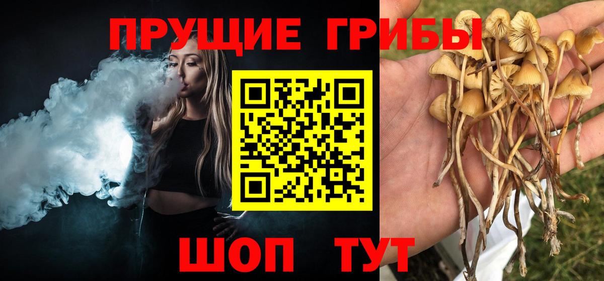 Галлюциногенные грибы Psilocybine cubensis Коломна